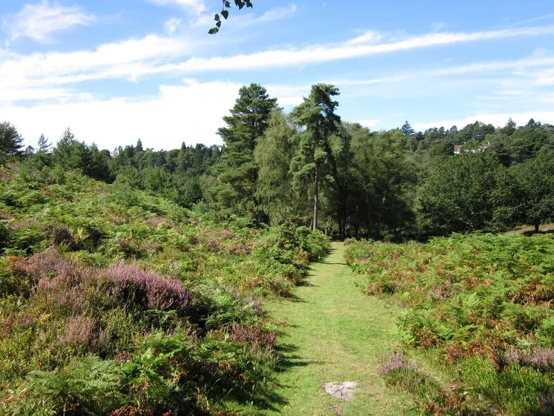 Hindhead Common
